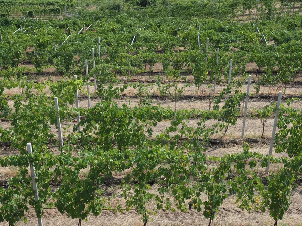 Weinstock Aka Weinpflanze Wissenschaftlicher Name Vitis Vinifera — Stockfoto