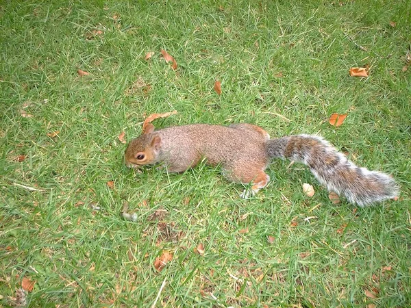 Top View Squirrel Meadow — Stock Photo, Image