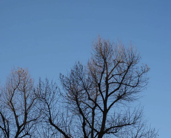 Winter Baumwipfel Über Blauem Himmel Hintergrund — Stockfoto
