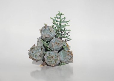 Arizona cypress tree scientific name Cupressus arizonica seeds