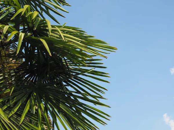 Palm Tree Scientific Classification Arecaceae Blue Sky Copy Space — Foto de Stock