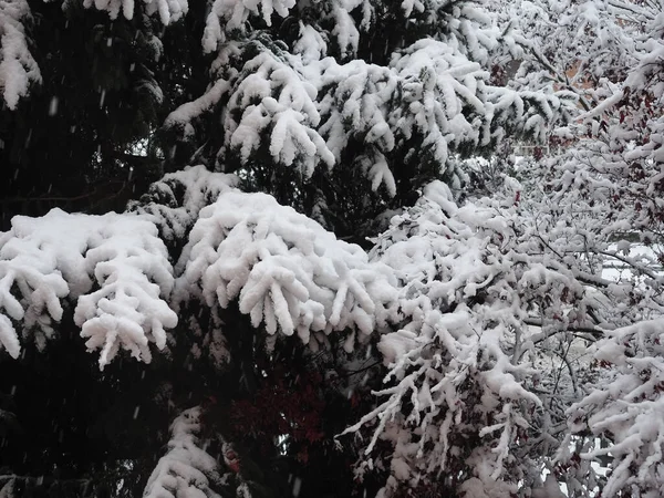 Сцена Деревьями Сильным Снегом Зимнее Время — стоковое фото