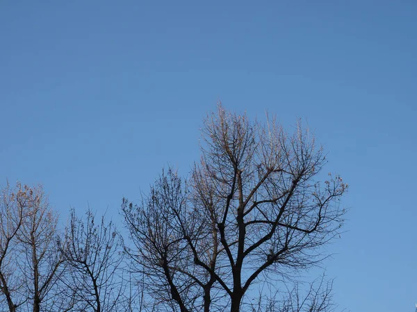 Invierno Árbol Tapas Sobre Azul Cielo Fondo —  Fotos de Stock