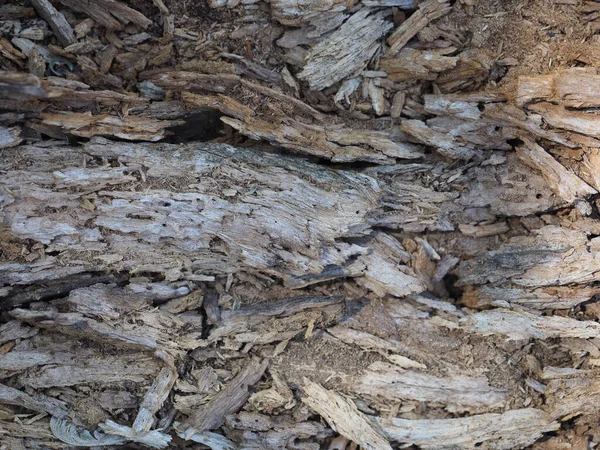 Old Rotting Decomposing Wood Texture Useful Background — Stock Photo, Image