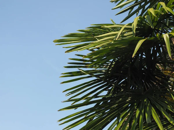 Palm Tree Scientific Classification Arecaceae Blue Sky Copy Space — Fotografia de Stock