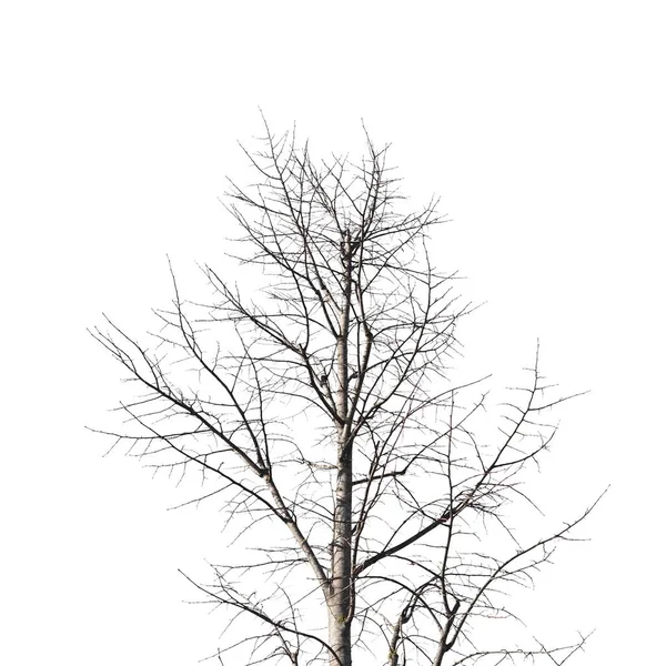 Winter Tree Trunk Isolated White Background — Stock Photo, Image