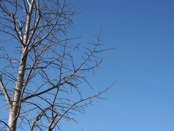 Winter Tree Trunk Blue Sky Copy Space — Fotografia de Stock