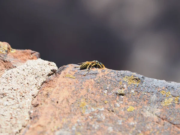 Kopya Alanı Seçici Odağı Olan Tuğla Bir Duvarda Arı Böceği — Stok fotoğraf