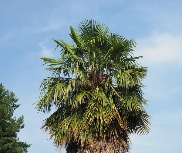 Palm Tree Scientific Classification Arecaceae Blue Sky Copy Space — Foto de Stock