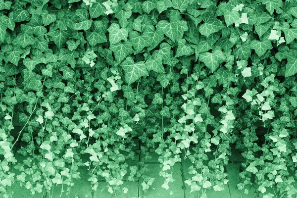 Murgröna Vetenskapligt Namn Hedera Växt Användbar Som Bakgrund — Stockfoto