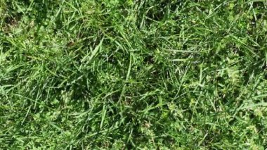 Rüzgarda hareket eden çim yaprakları olan düz çayır manzarası.