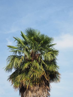 palm tree scientific classification Arecaceae over blue sky with copy space