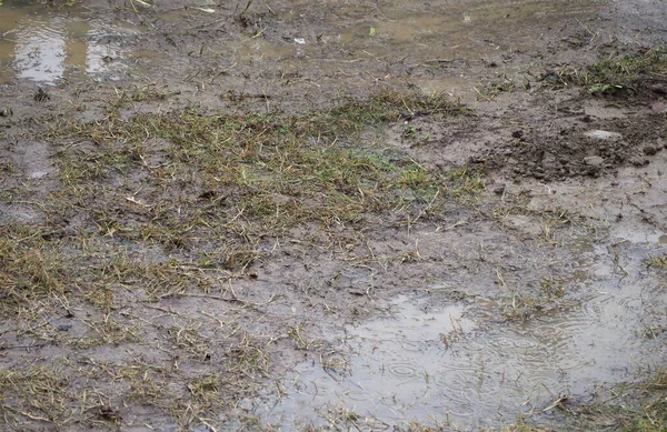 Muddy Grass Puddle Rain Useful Background — Stock Photo, Image
