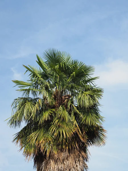 Palm Tree Scientific Classification Arecaceae Blue Sky Copy Space —  Fotos de Stock