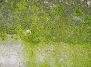 Arka plan olarak kullanışlı yeşil yosunlu eskimiş beton duvar