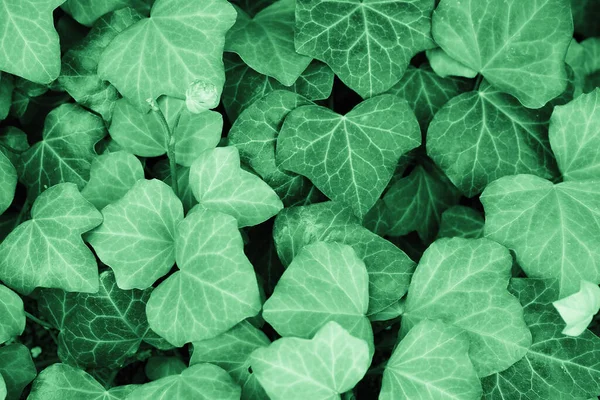 Borostyán Tudományos Név Hedera Növény Hasznos Háttérként — Stock Fotó