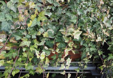 sarmaşık bilimsel adı Hedera bitki bir arka plan olarak kullanışlı