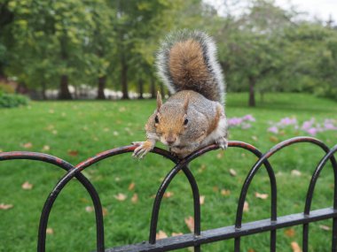 Gri sincap bilimsel adı Sciurus carolinensis hayvan sınıfı memelilerin parkta bir çitin üzerindeki şarkıları