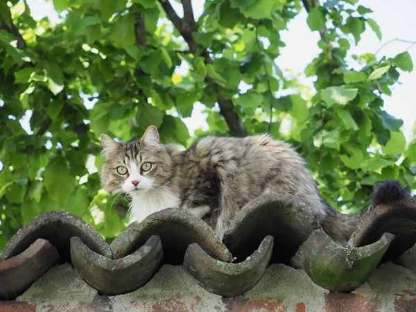 古い壁にグレーのタビー猫 — ストック写真