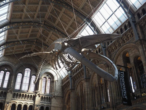 London June 2023 Blue Whale Skeleton Hintze Hall Natural History — 스톡 사진