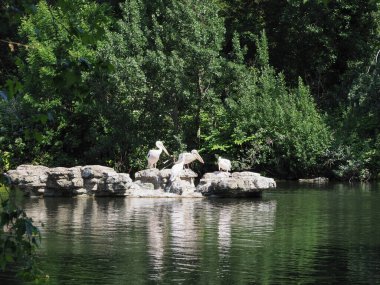 Hayvan sınıfından kuşların büyük beyaz pelikan bilimsel adı Pelecanus