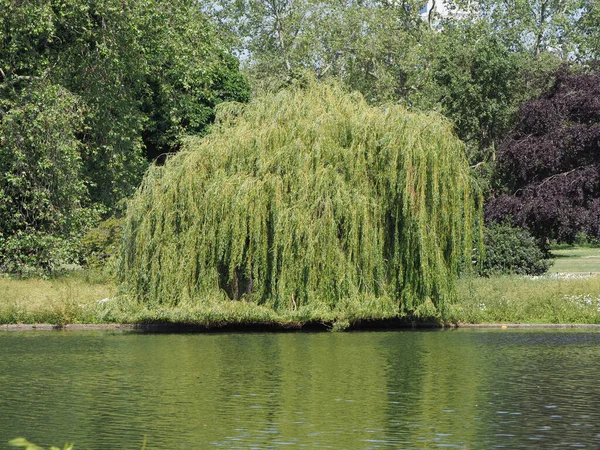 Ağlayan Söğüt Namı Diğer Babil Söğüt Ağacı Bilimsel Adı Salix — Stok fotoğraf
