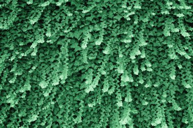 sarmaşık bilimsel adı Hedera bitki bir arka plan olarak kullanışlı