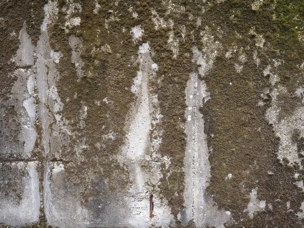 Eskimiş Gri Beton Duvar Arka Plan Olarak Yosun Kullanışlı — Stok fotoğraf