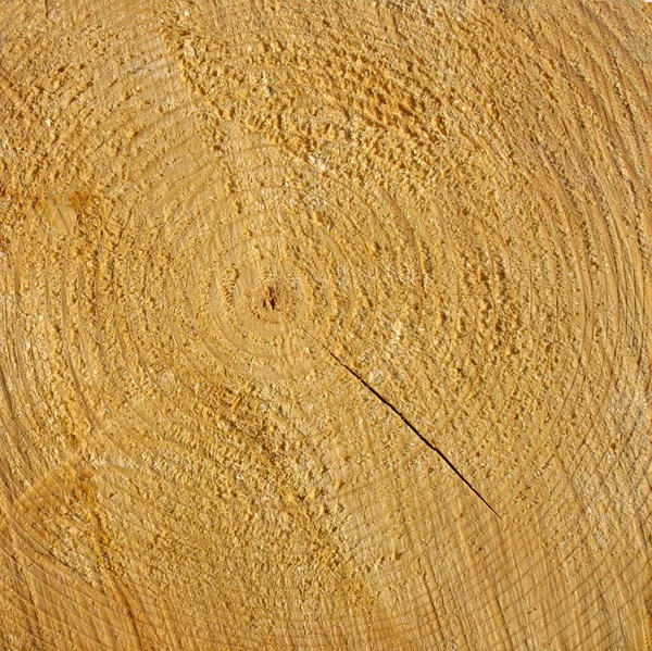 Industrial Style Wood Cross Section Annual Growth Rings — Stock Photo, Image