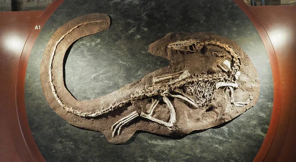 London Wielka Brytania Czerwca 2023 Dinozaur Coelophysis Muzeum Historii Naturalnej — Zdjęcie stockowe