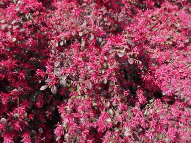 Kırmızı çalılık bitkileri arka plan olarak kullanışlıdır