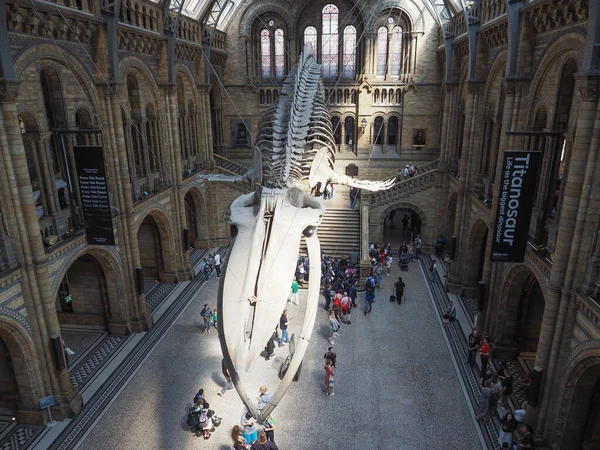 Londres Reino Unido Junho 2023 Esqueleto Baleia Azul Hintze Hall — Fotografia de Stock