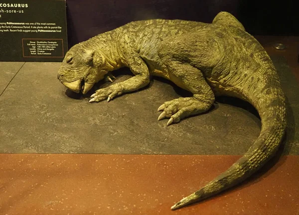 London June 2023 Psittacosaurus Dinosaur Scale Model Natural History Museum — Stock Photo, Image