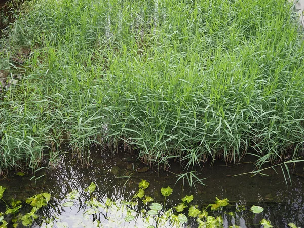 Grön Våtmark Gräs Äng Användbar Som Bakgrund — Stockfoto