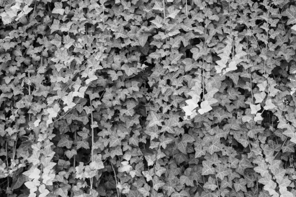 ツタ学名ヘデラ植物は黒と白の背景として役立ちます — ストック写真
