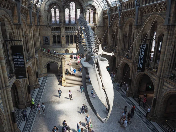 Londres Reino Unido Junho 2023 Esqueleto Baleia Azul Hintze Hall — Fotografia de Stock