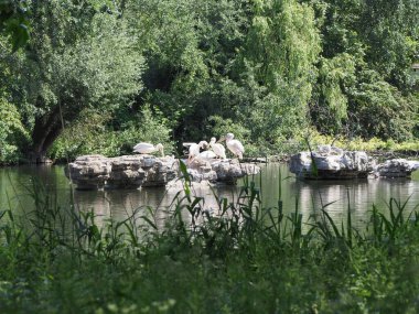 Hayvan sınıfından kuşların büyük beyaz pelikan bilimsel adı Pelecanus