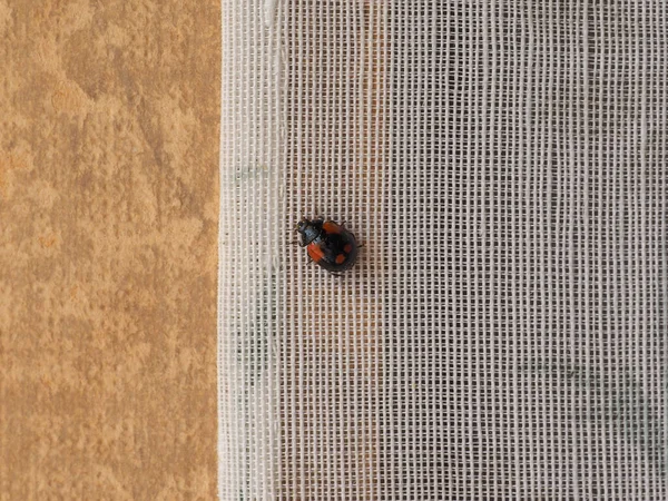 Ladybird Aka Ladybug Lady Beetle Animal Class Insects — стоковое фото