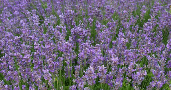 Lavendel Bloemen Veld Nuttig Als Achtergrond — Stockfoto