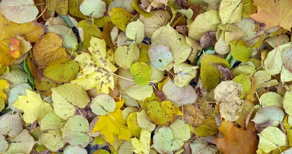 Fallen Autumn Leaves Useful Background — Stock Photo, Image