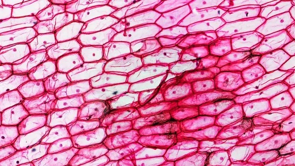 Fotomicrografia Luz Células Epidermoides Cebola Vistas Através Microscópio Útil Como — Fotografia de Stock