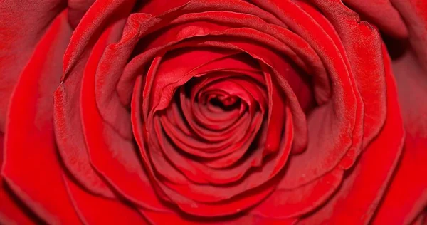 Red Rose Flower Useful Background — Stock Photo, Image