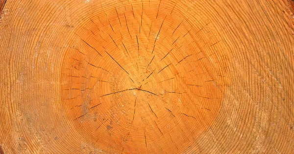 Baumstammabschnitt Als Hintergrund Nützlich — Stockfoto