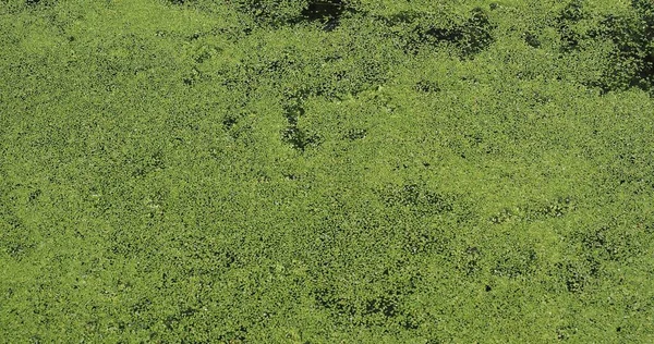 Algae Floating Water Surface Pond — Stock Photo, Image