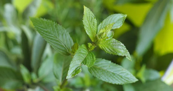 Grön Pepparmynta Växter Användbara Som Bakgrund — Stockfoto