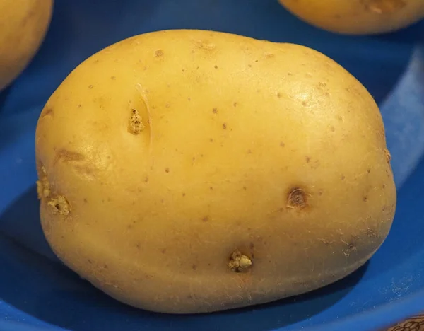 Potatisgrönsaker Solanum Tuberosum Vegetariska Och Veganska Livsmedel — Stockfoto