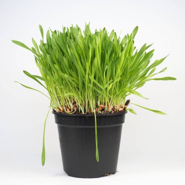 catnip aka catmint plant scientific name Nepeta cataria