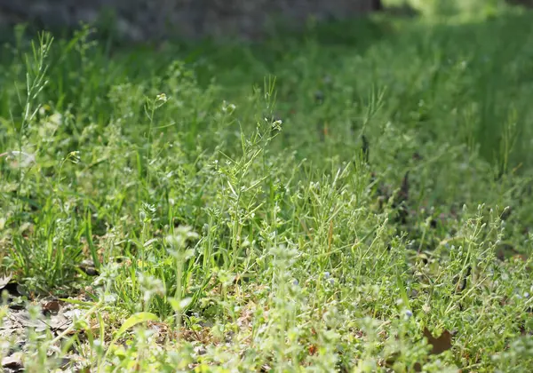 stock image green meadow grass useful as a background