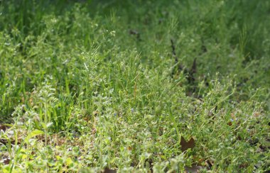 yeşil çayır çimenleri arka plan olarak kullanışlıdır