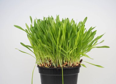 catnip aka catmint plant scientific name Nepeta cataria